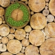 Bennobeck Brennholz - Nachhaltigkeit